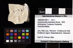 Foto (Objket + Etiketten) von Goniodromites bidentatus (Reuss, 1859) 